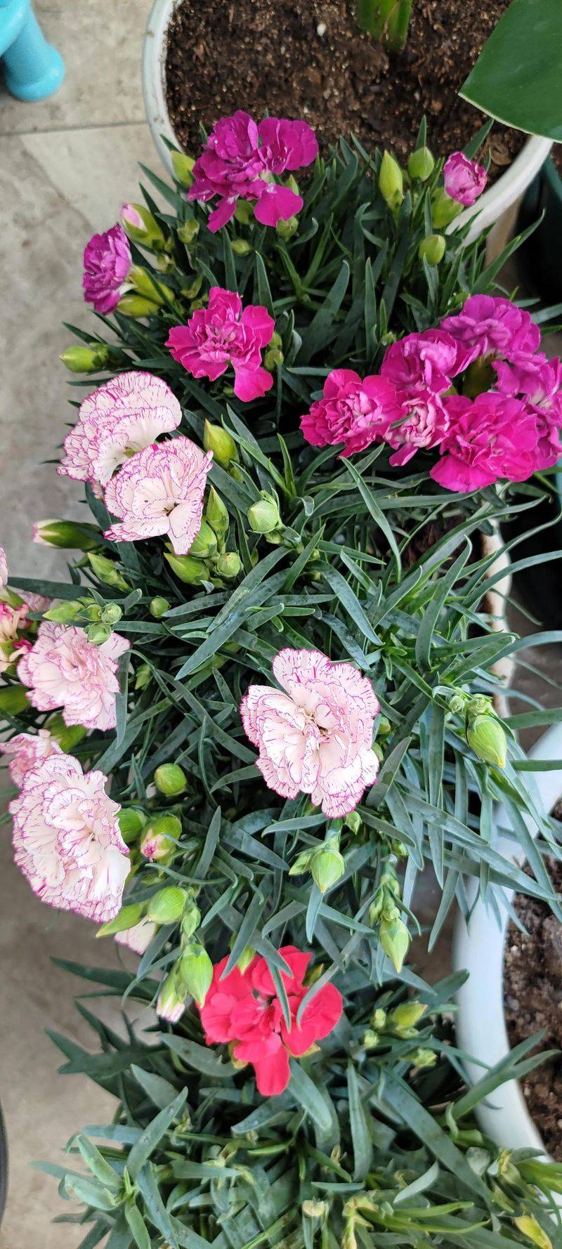 康乃馨种子的种植方法