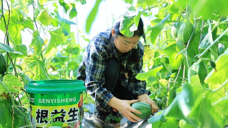 金丝瓜种植技术