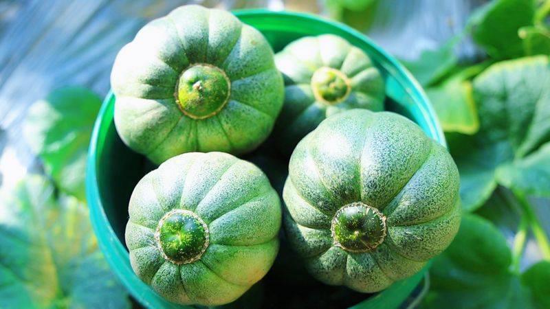 金丝瓜种植技术