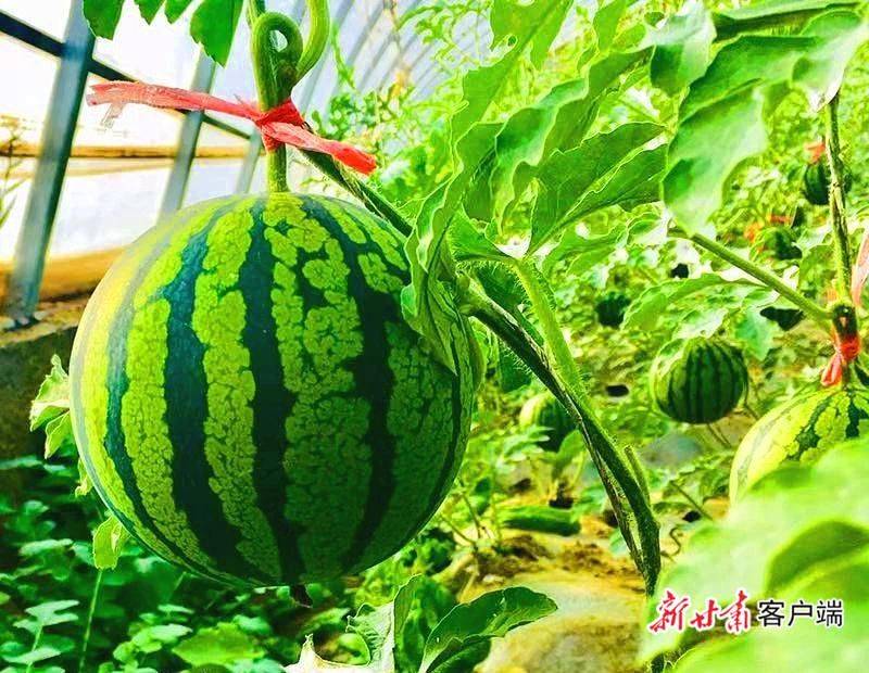 金丝瓜种植技术