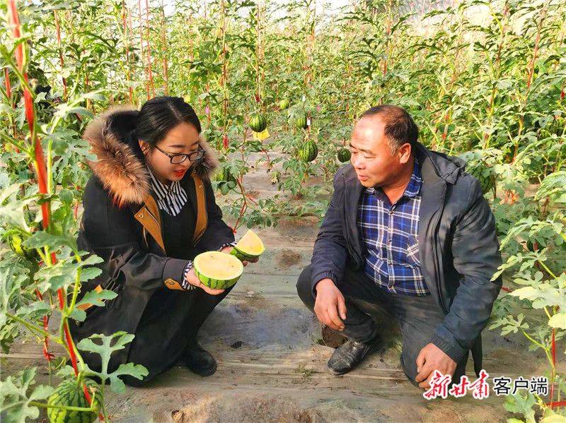 金丝瓜种植技术