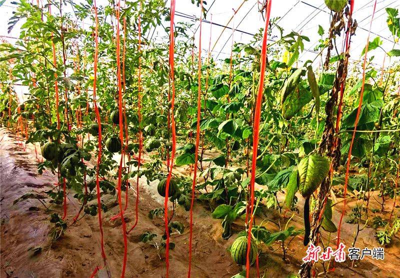 金丝瓜种植技术
