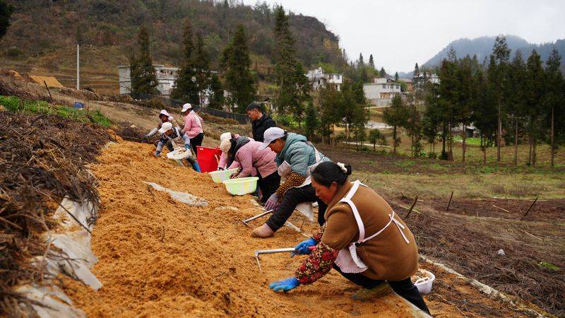 昭通天麻种植技术