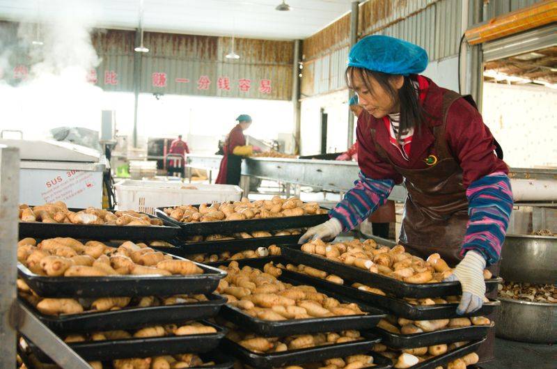 昭通天麻种植技术