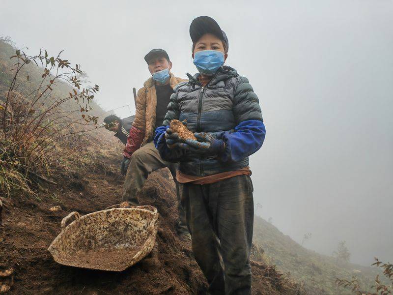 昭通天麻种植技术