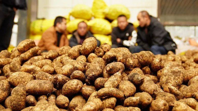 昭通天麻种植技术