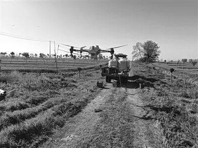 昭通天麻种植技术
