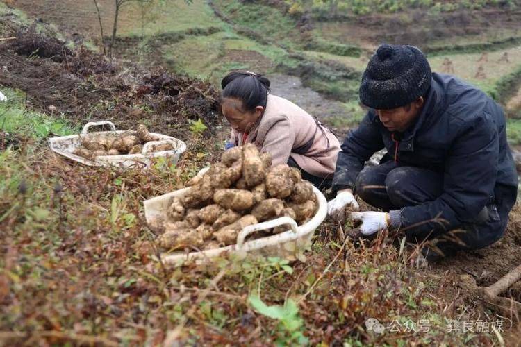 “世界天麻原产地”云南昭通：小麻种育出大产业