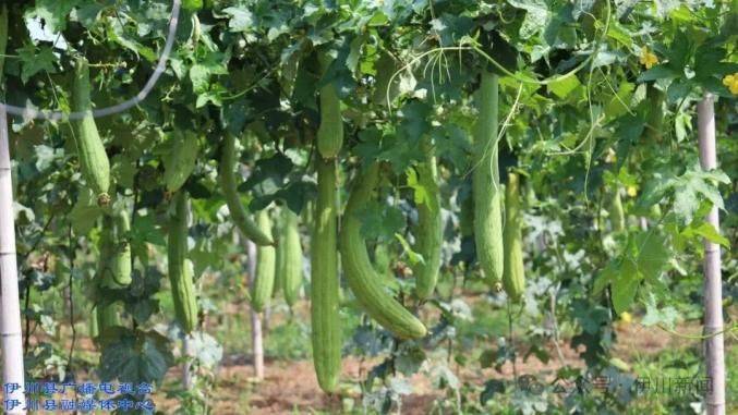 金丝瓜种植技术