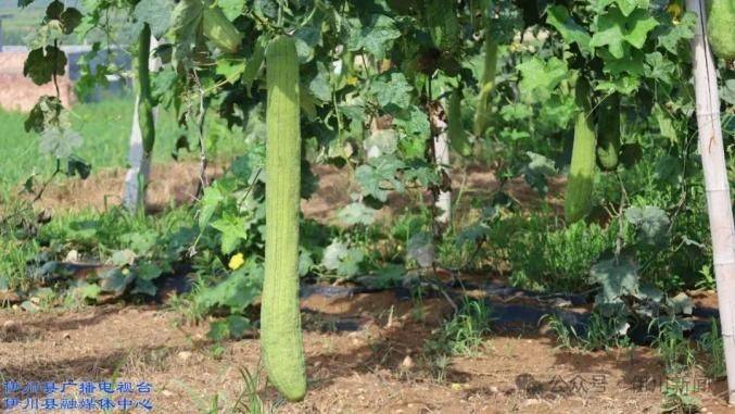 金丝瓜种植技术