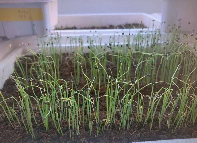 小葱的种植方法