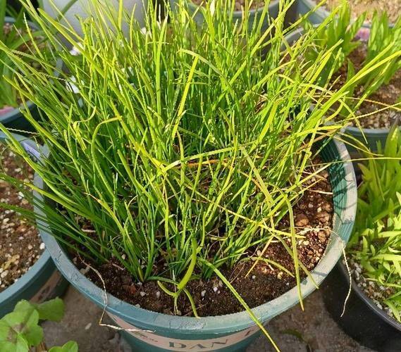 小葱的种植方法