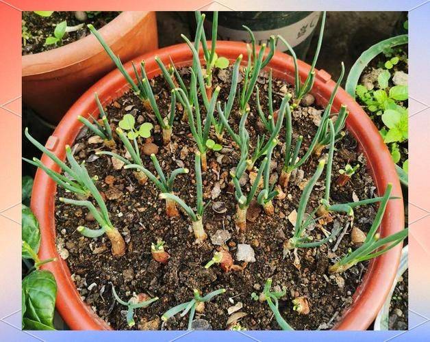小葱的种植方法