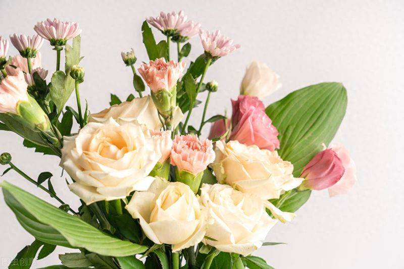 康乃馨种子的种植方法