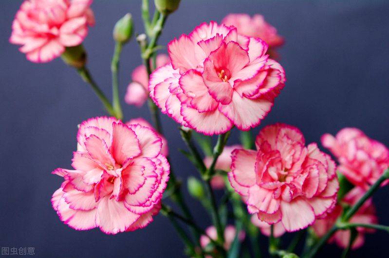 康乃馨种子的种植方法