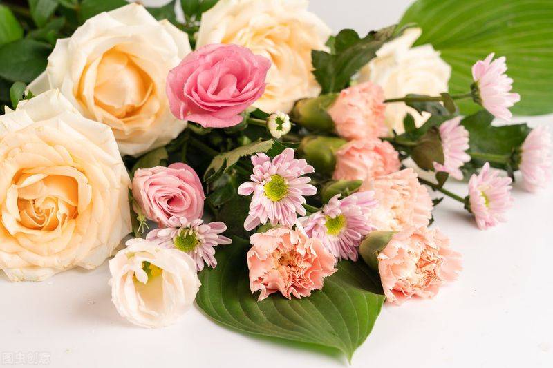 康乃馨种子的种植方法