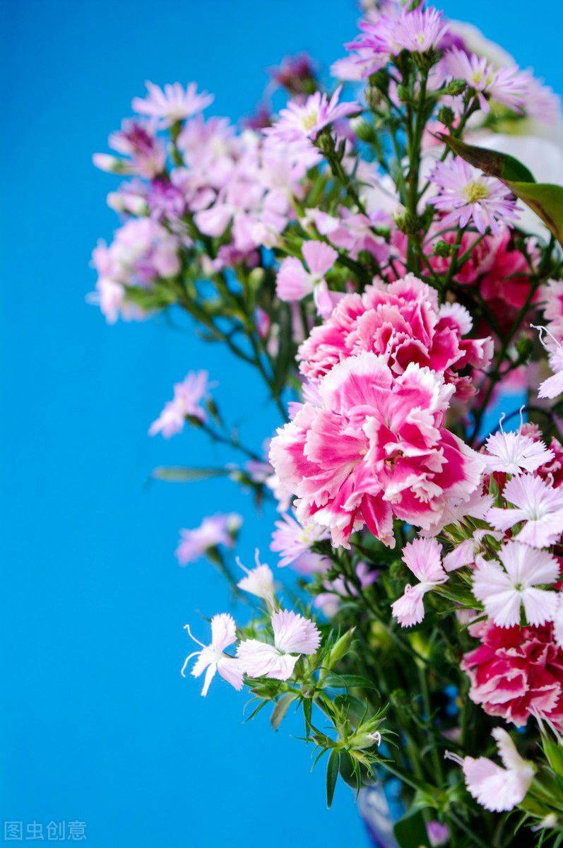 康乃馨种子的种植方法