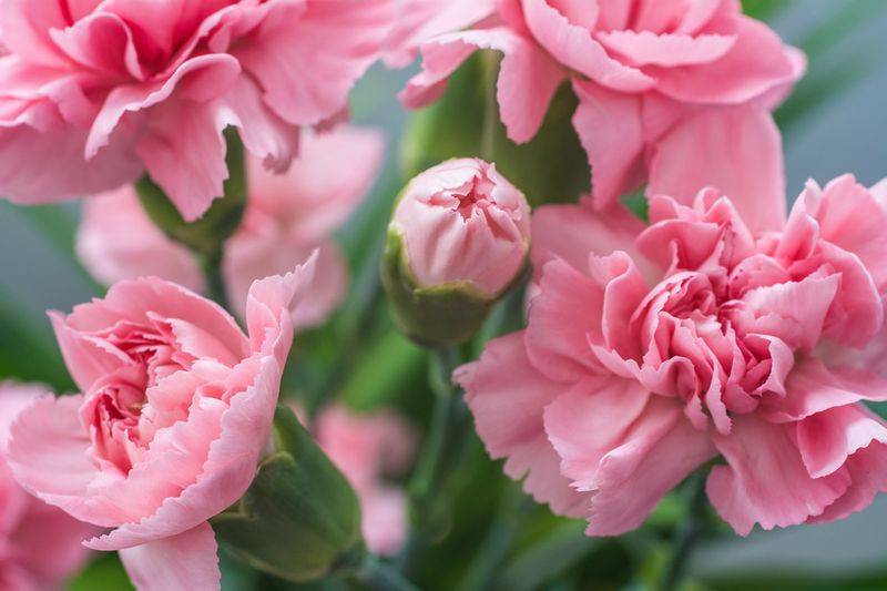 康乃馨种子的种植方法