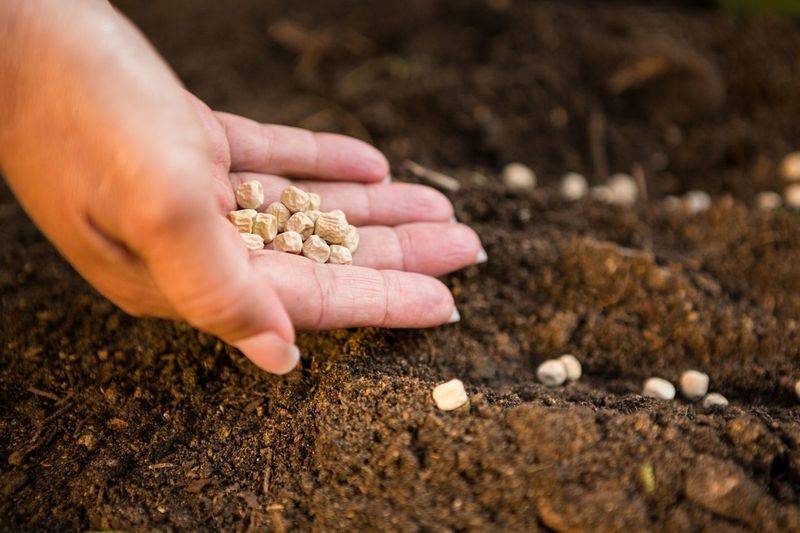康乃馨种子的种植方法