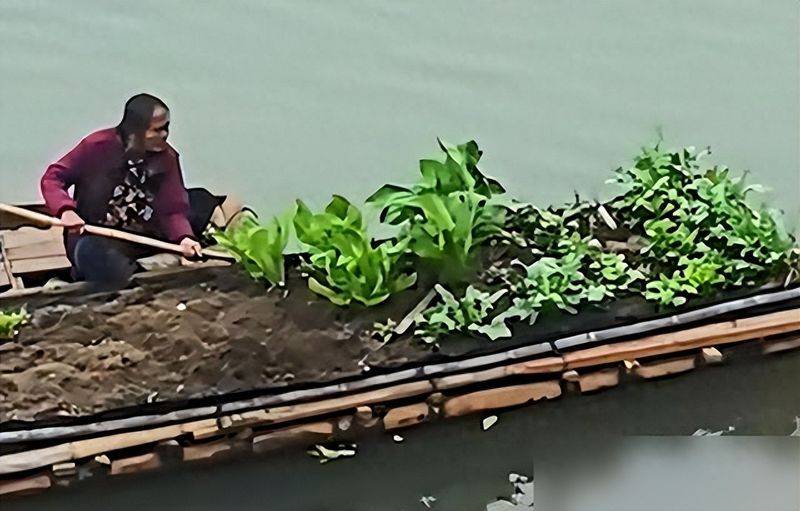 山东一大姐，因“在废弃船上种菜”火了，网友：独属中国人的浪漫