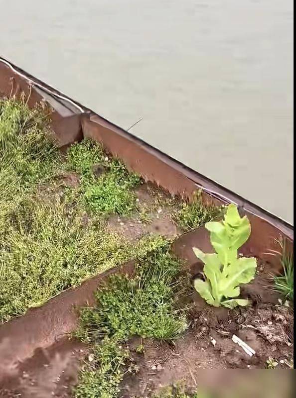 水上种植蔬菜有哪些