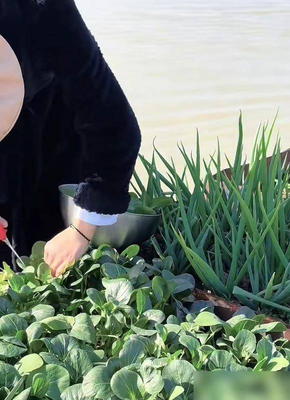 水上种植蔬菜有哪些