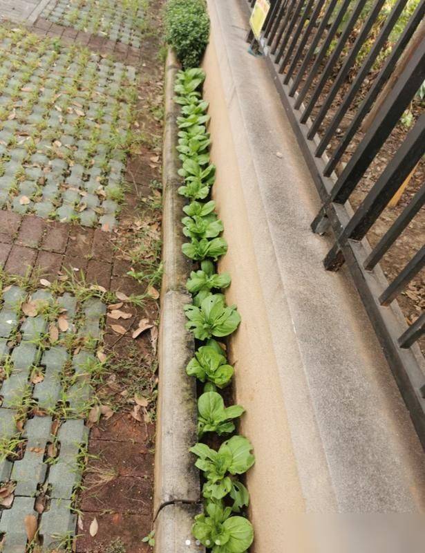 水上种植蔬菜有哪些