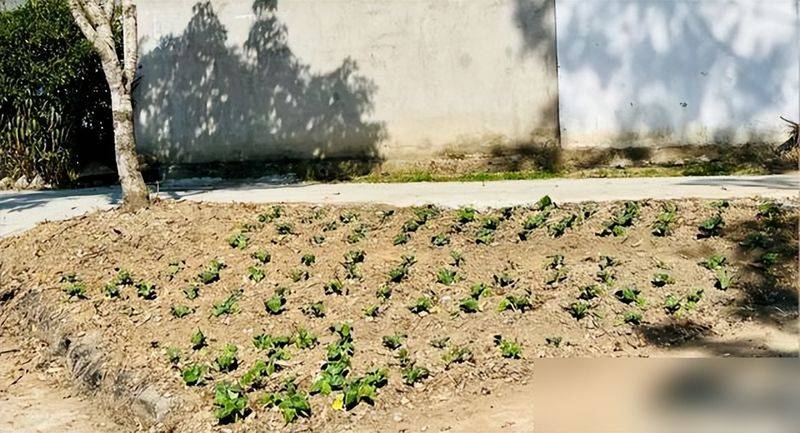 水上种植蔬菜有哪些