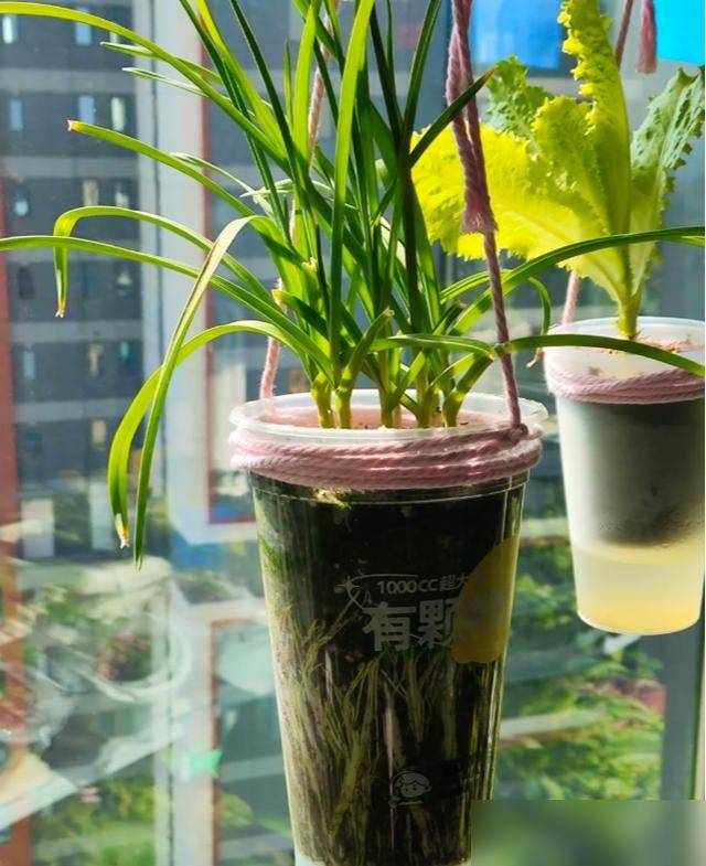 水上种植蔬菜有哪些