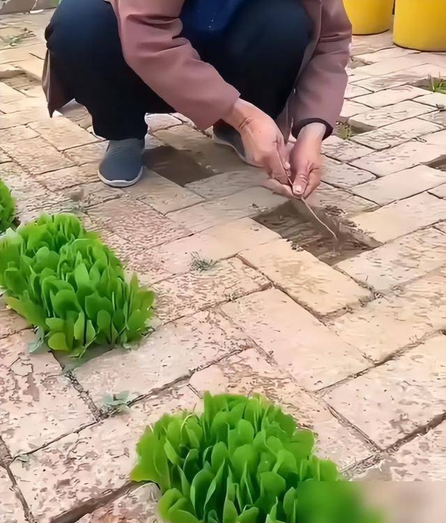 水上种植蔬菜有哪些