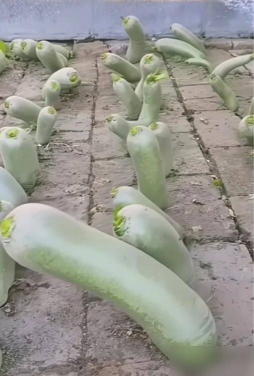 水上种植蔬菜有哪些