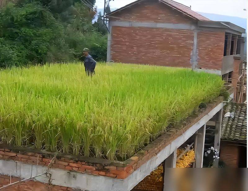 水上种植蔬菜有哪些