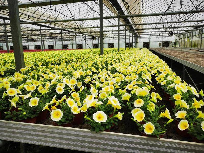 一串红的种植方法