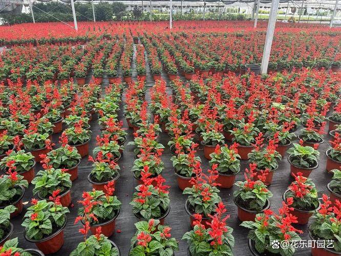 一串红的种植方法