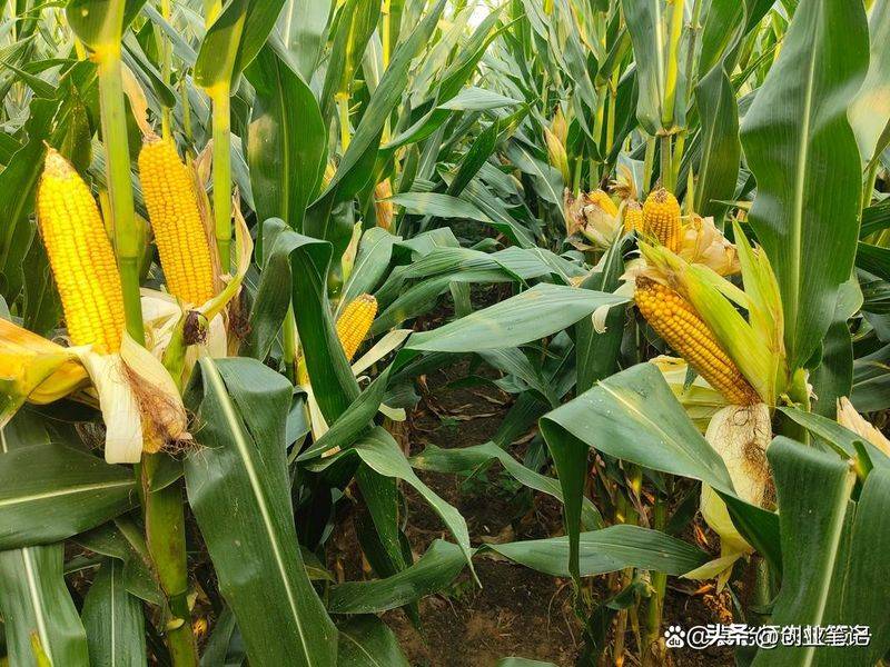 北方大棚种植技术