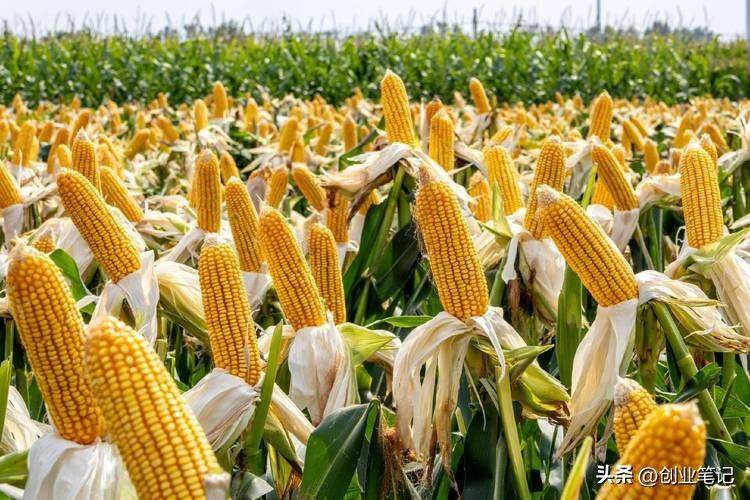 北方大棚种植技术