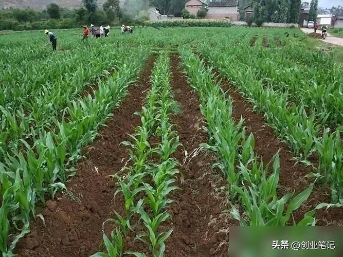 北方大棚种植技术