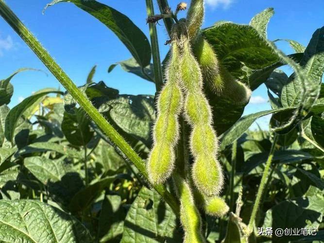 北方大棚种植技术