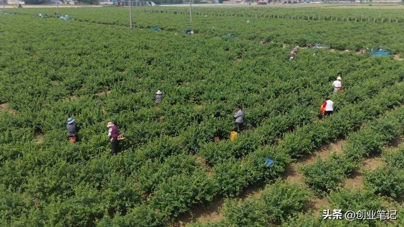 北方大棚种植技术