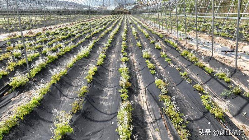 北方大棚种植技术