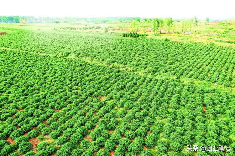 北方大棚种植技术