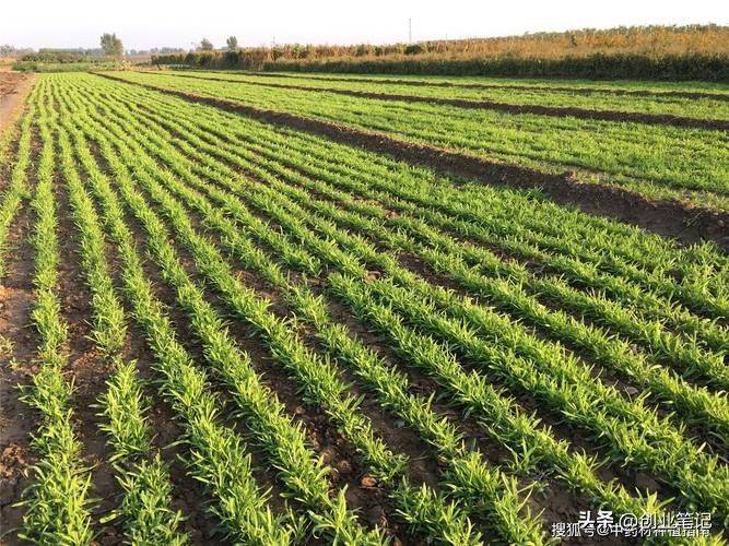 北方大棚种植技术