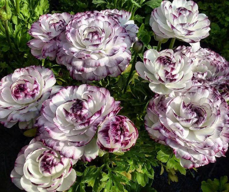 花毛茛种植方法