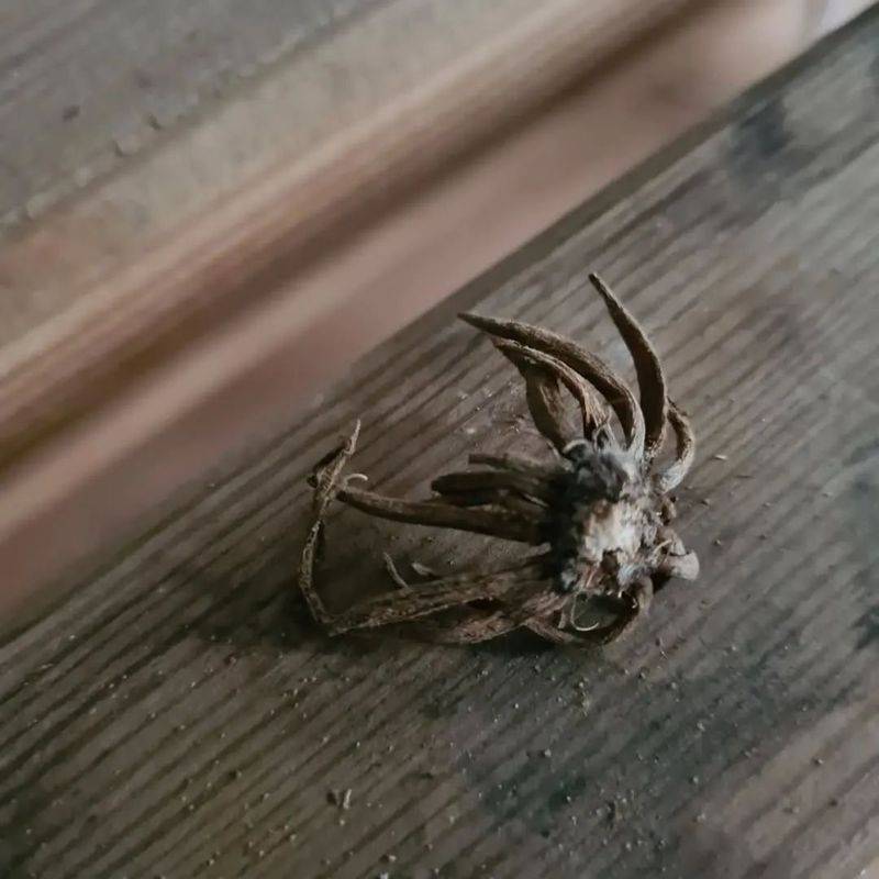 花毛茛种植方法