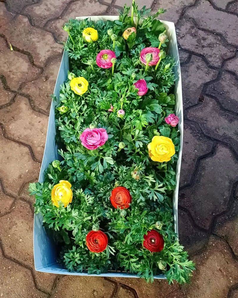 花毛茛种植方法