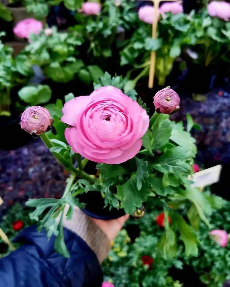 花毛茛种植方法