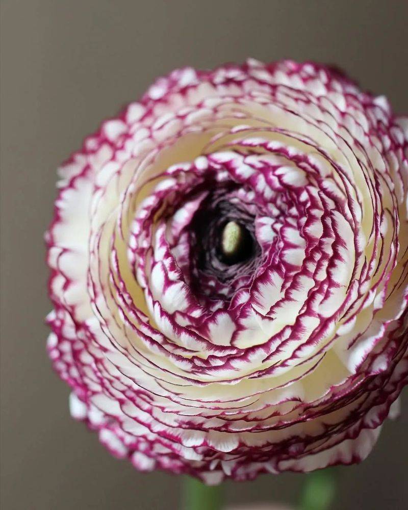 花毛茛种植方法