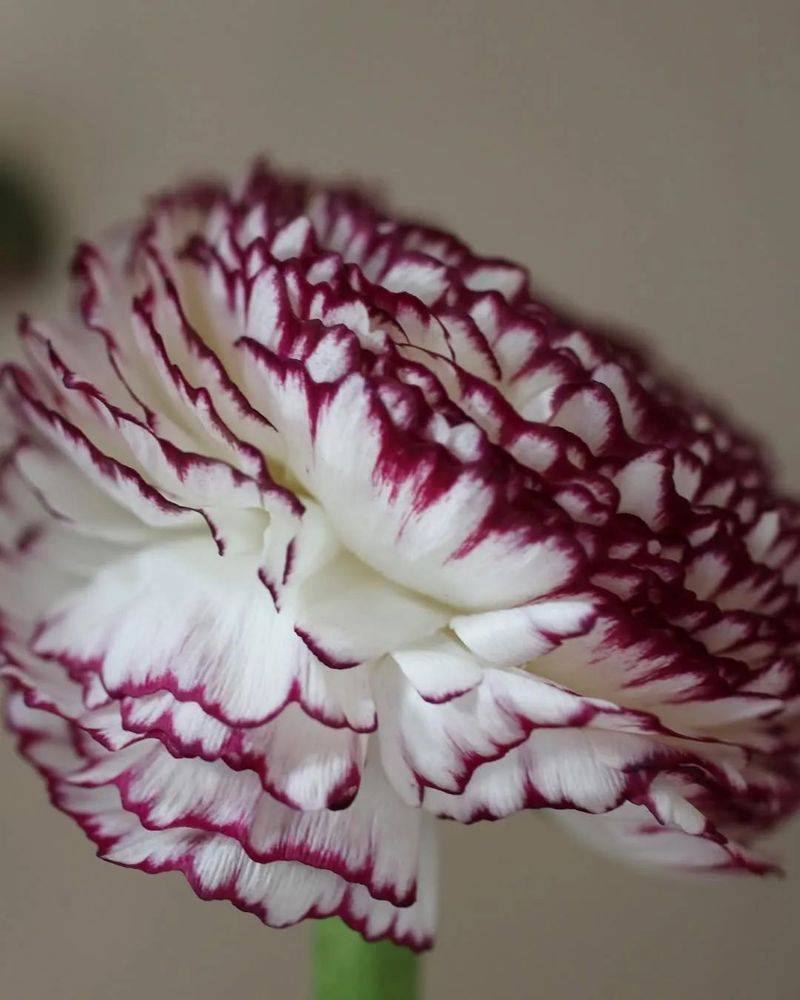 花毛茛种植方法