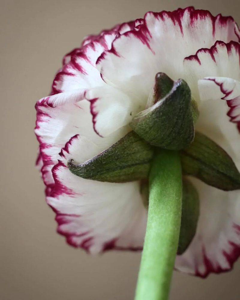 花毛茛种植方法