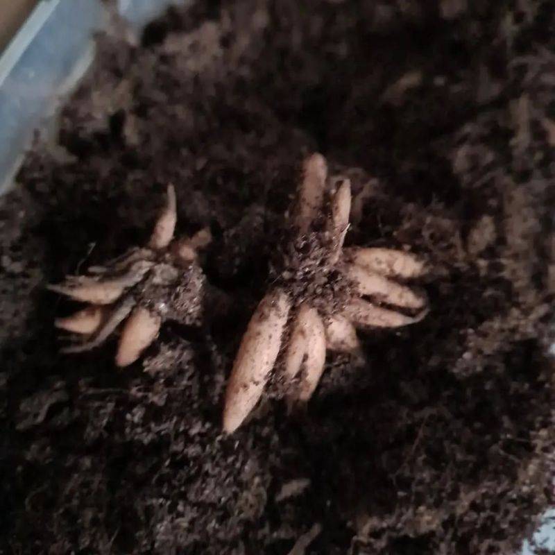 花毛茛种植方法